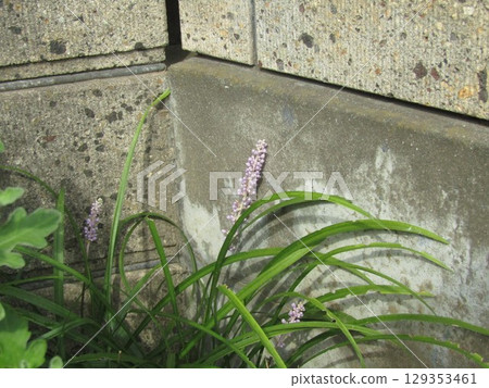 Dragon's Beard Flower Dragon's Beard Flower 129353461