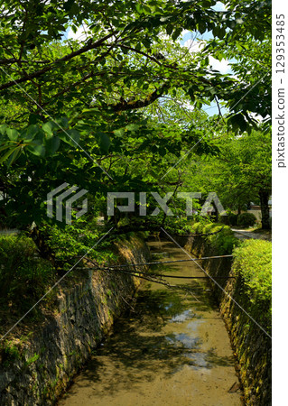 Kyoto · Philosophy road 129353485