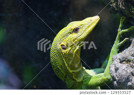 A bright green monitor lizard with a vibrant yellow head looks up and to the right, its textured scales catching the light. A bright green monitor lizard with a vibrant yellow head looks up and to the right, its textured scales catching the light. 129353527