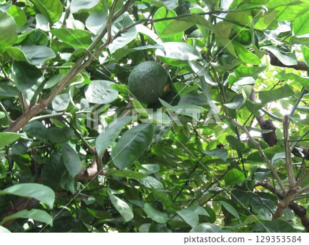 This year, there are a lot of immature kabosu fruits. 129353584