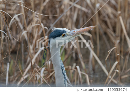 Grey Heron in Dead Grass 129353674
