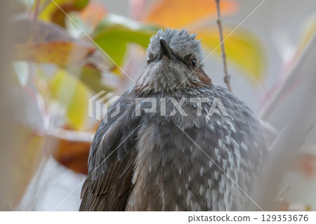 查尋布朗的earedbirds 查尋布朗的earedbirds 129353676