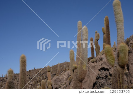 印加瓦西島,仙人掌 18 印加瓦西島,仙人掌 18 129353705
