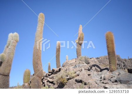印加瓦西島,仙人掌 14 印加瓦西島,仙人掌 14 129353710