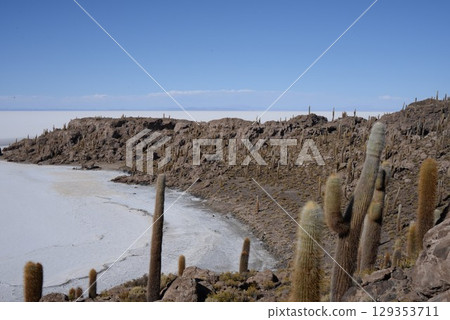 印加瓦西島,仙人掌 13 印加瓦西島,仙人掌 13 129353711