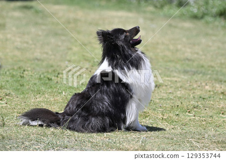 喜樂蒂牧羊犬微笑坐著 129353744