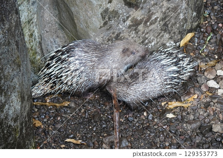 A large porcupine forages on the ground near a rock. 129353773