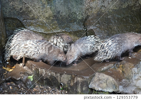 A large porcupine forages on the ground near a rock. A large porcupine forages on the ground near a rock. 129353779