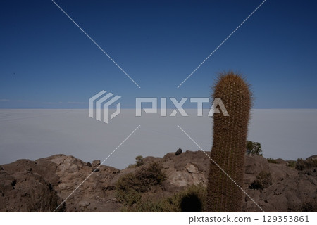 Incahuasi Island, Cactus 3 129353861