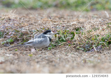 A white wagtail standing in a winter-dead grassland 129354043