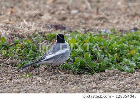 The back view of a white wagtail gazing at the grass The back view of a white wagtail gazing at the grass 129354045