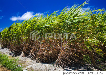 Sugar cane swaying in the wind Sugar cane swaying in the wind 129354152