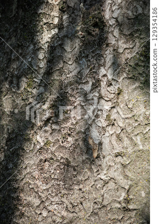 [Image] Wood surface 129354186