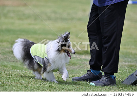 My beloved dog Sheltie (Shetland Sheepdog) playing in the dog run My beloved dog Sheltie (Shetland Sheepdog) playing in the dog run 129354499
