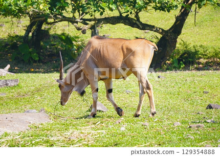 A large eland antelope stands in a grassy field, with two other elands visible in the background. 129354888