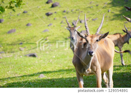 A large eland antelope stands in a grassy field, with two other elands visible in the background. 129354891