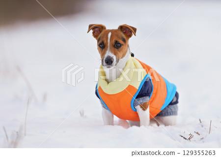 Small Jack Russell terrier in bright orange winter jacket and pullover sitting waiting on snow covered field 129355263