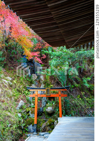 京都Atago菩薩寺廟秋天 129355289