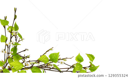 The first spring leaves and small flowers on tree branches isolated on white background 129355324