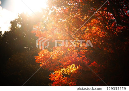 陽光照射的樹木 129355359