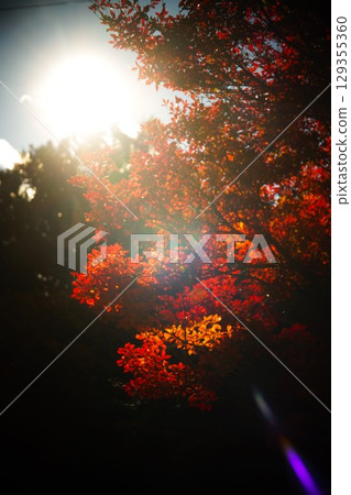 Sunlit trees Sunlit trees 129355360
