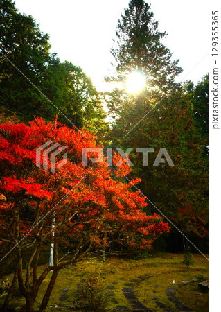 陽光照射的樹木 129355365