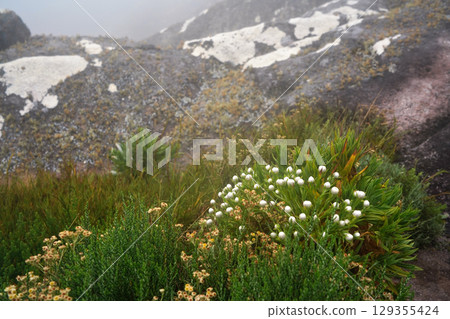 Local flora - grass and small bushes with white flowers, most of it endemic to Madagascar growing in Andringitra National Park as seen during trek to peak Boby 129355424