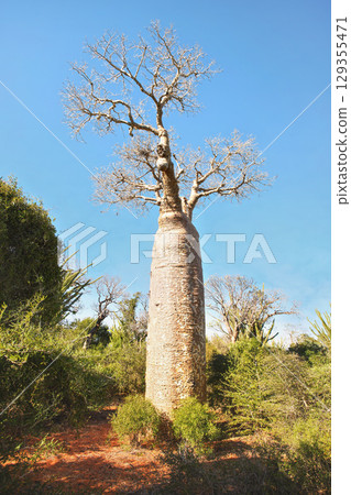 Forest with small baobab and octopus trees, bushes and grass growing on red dusty ground 129355471