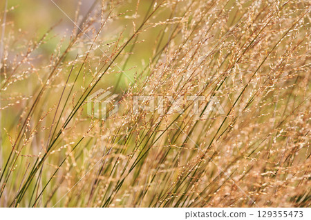 Local flora - yellow grass blades, most of it endemic to Madagascar growing in Andringitra National Park 129355473