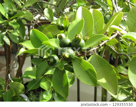 深綠色未成熟的番石榴果實 深綠色未成熟的番石榴果實 129355530