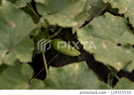 Small Cucumber Growing Amongst Lush Green Leaves on Dark Soil, Garden Produce, Natural Texture, Close-Up Photography, Vibrant Summer Colors 129355539
