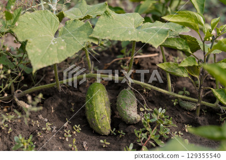 Lush Cucumber Patch with Young Cucumbers Growing on the Vine, Close-Up in Earthy Green Tones with Detailed Foliage Lush Cucumber Patch with Young Cucumbers Growing on the Vine, Close-Up in Earthy Green Tones with Detailed Foliage 129355540