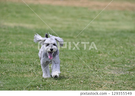 Miniature Schnauzer playing in a dog run Miniature Schnauzer playing in a dog run 129355549