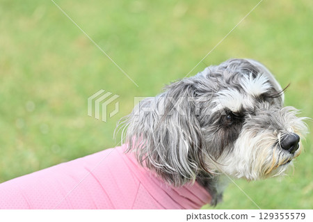 Miniature Schnauzer playing in a dog run 129355579