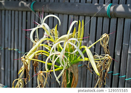 文殊蘭的白色花朵(夏季,六月) 文殊蘭的白色花朵(夏季,六月) 129355585