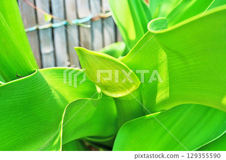 繖形文殊蘭的綠芽（夏季，六月） 129355590