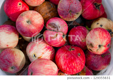 Rustic Harvest of Bruised Red Apples in Bowl: Still Life Photography, Food Decay, Natural Textures, Dark Mood, Organic Fruits, Autumn Aesthetic 129355631