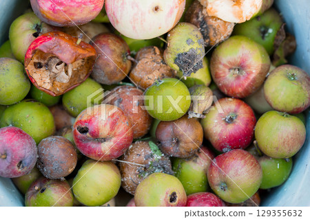 Rotting Apples and Onion Pile in Bucket: Decay, Food Waste, Organic Matter, Spoiled Produce, Red, Green, Brown, Texture, Still Life Photography 129355632