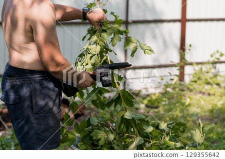 Shirtless Man Pruning Grape Vines in Garden with Secateurs, Summer Agriculture, Outdoor Landscape, Green Foliage, Rustic Style 129355642