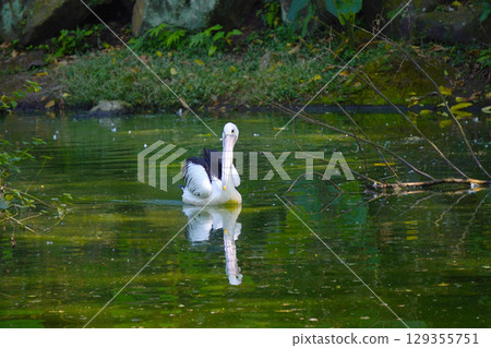 A large Australian pelican floats peacefully on a calm, murky green pond, with its reflection visible on the water's surface amidst a natural, lush background. 129355751