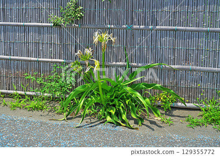 文殊蘭的白色花朵(夏季,六月) 文殊蘭的白色花朵(夏季,六月) 129355772