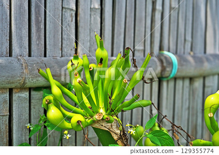 Crinum umbellata (summer, June) 129355774