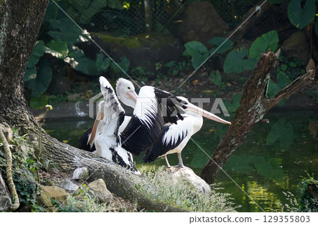 A flock of Australian pelicans rests on a small, grassy island next to a tranquil pond, surrounded by lush green foliage. A flock of Australian pelicans rests on a small, grassy island next to a tranquil pond, surrounded by lush green foliage. 129355803
