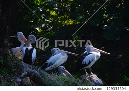 A flock of Australian pelicans rests on a small, grassy island next to a tranquil pond, surrounded by lush green foliage. 129355804