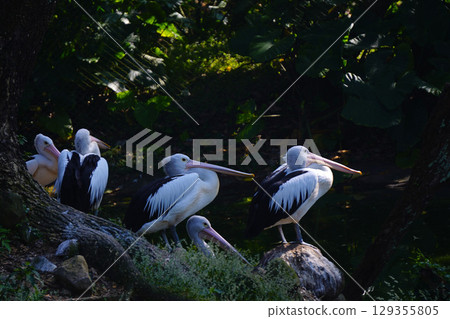 A flock of Australian pelicans rests on a small, grassy island next to a tranquil pond, surrounded by lush green foliage. A flock of Australian pelicans rests on a small, grassy island next to a tranquil pond, surrounded by lush green foliage. 129355805