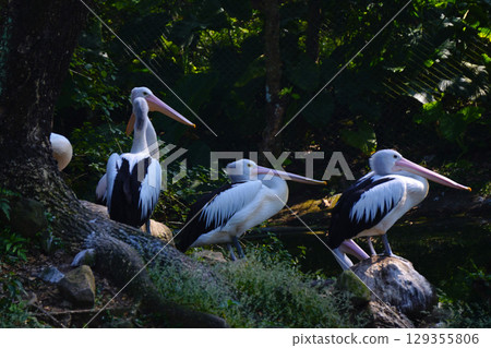 A flock of Australian pelicans rests on a small, grassy island next to a tranquil pond, surrounded by lush green foliage. A flock of Australian pelicans rests on a small, grassy island next to a tranquil pond, surrounded by lush green foliage. 129355806