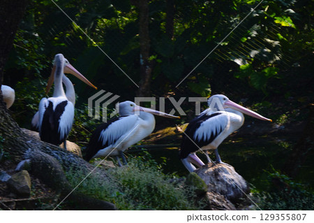 A flock of Australian pelicans rests on a small, grassy island next to a tranquil pond, surrounded by lush green foliage. A flock of Australian pelicans rests on a small, grassy island next to a tranquil pond, surrounded by lush green foliage. 129355807