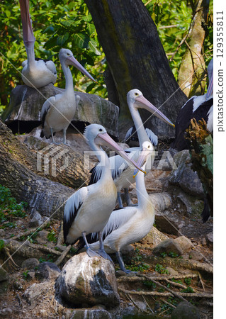 A flock of Australian pelicans rests on a small, grassy island next to a tranquil pond, surrounded by lush green foliage. A flock of Australian pelicans rests on a small, grassy island next to a tranquil pond, surrounded by lush green foliage. 129355811