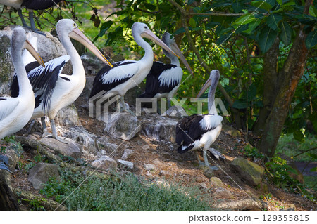 A flock of Australian pelicans rests on a small, grassy island next to a tranquil pond, surrounded by lush green foliage. 129355815