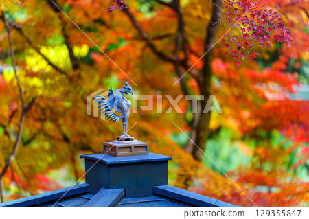 京都Atago菩薩寺廟秋天 129355847